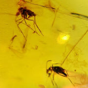 Burmese Insect Amber Beetle And Mosquito Fly Fossil Cretaceous Dinosaur Age
