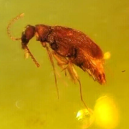 Burmese Insect Amber Coleoptera Beetle Fossil Cretaceous Dinosaur Age