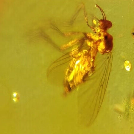 Burmese Insect Amber Unknown Flying Bug Fossil Cretaceous Dinosaur Age