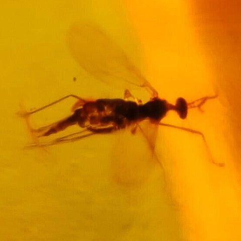 Burmese Insect Amber Diptera Flying Bug Fossil Cretaceous Burmite Dinosaur Age - Fossil Age Minerals