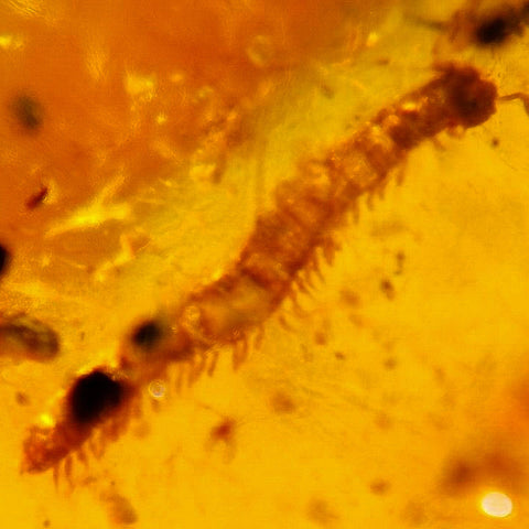 Burmese Insect Amber Diplopoda Millipede Burmite Fossil Cretaceous Dinosaur Age - Fossil Age Minerals