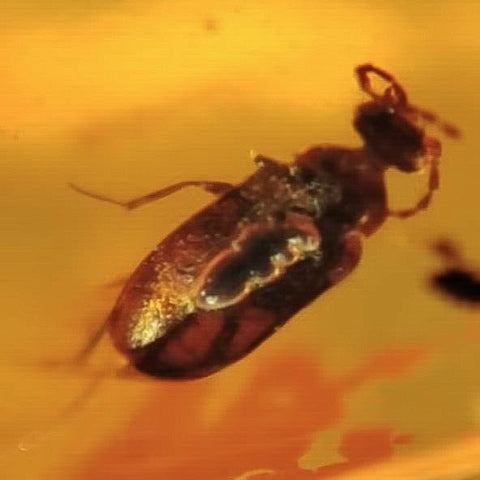 Burmese Insect Amber Coleoptera Beetle Fossil Cretaceous Dinosaur Age - Fossil Age Minerals