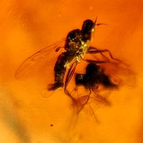 Burmese Insect Amber Unknown Flying Bugs Fossil Cretaceous Dinosaur Age - Fossil Age Minerals