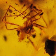 Burmese Insect Amber Arachnida Spider Fossil Burmite Cretaceous Dinosaur Age