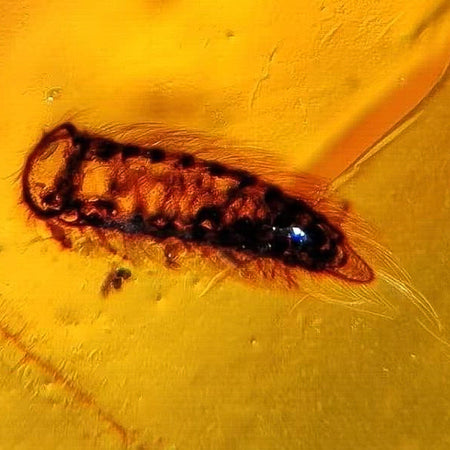 Burmese Insect Amber Unknown Hairy Bug Fossil Cretaceous Dinosaur Age
