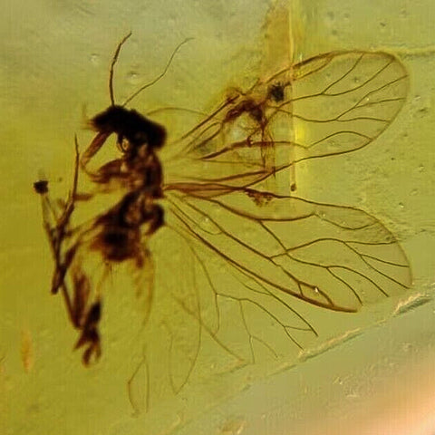 Burmese Insect Amber Unknown Flying Bugs Fossil Cretaceous Dinosaur Age - Fossil Age Minerals