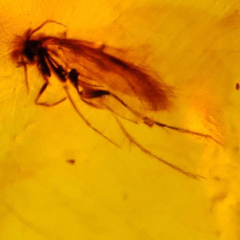 Burmese Insect Amber Cockroach Bug Fossil Burmite Cretaceous Dinosaur Era - Fossil Age Minerals