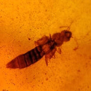 Burmese Insect Amber Coleoptera Rove Beetle Fossil Cretaceous Dinosaur Age