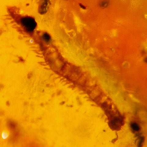 Burmese Insect Amber Diplopoda Millipede Burmite Fossil Cretaceous Dinosaur Age - Fossil Age Minerals