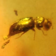 Burmese Insect Amber Coleoptera Beetle Fossil Cretaceous Dinosaur Age