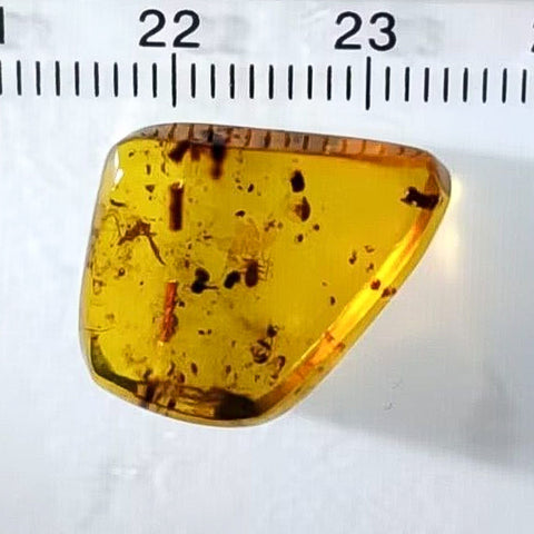 Burmese Insect Amber Scale Bug Fossil Cretaceous Dinosaur Age Bermite - Fossil Age Minerals