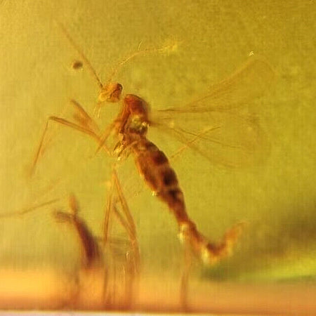 Burmese Insect Amber Diptera Mosquito Fly Fossil Cretaceous Dinosaur Age