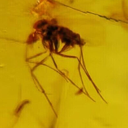 Burmese Insect Amber Beetle And Mosquito Fly Fossil Cretaceous Dinosaur Age