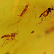 Three Burmese Insect Amber Diptera Mosquito Flies Fossil Cretaceous Dinosaur Age