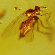 Burmese Insect Amber Unknown Flying Bug Fossil Cretaceous Dinosaur Age