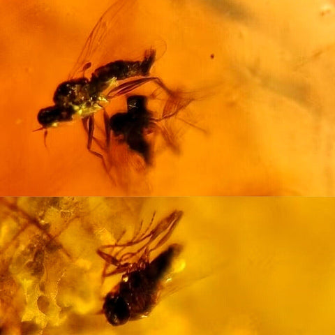 Burmese Insect Amber Unknown Flying Bugs Fossil Cretaceous Dinosaur Age - Fossil Age Minerals
