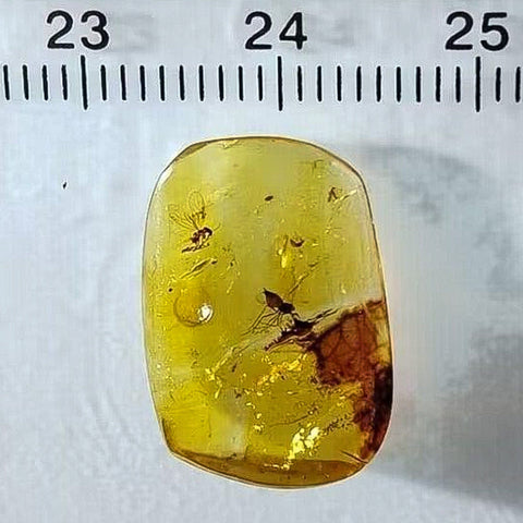 Burmese Insect Amber Unknown Flying Bugs Fossil Cretaceous Dinosaur Age - Fossil Age Minerals