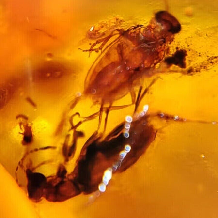 Two Burmese Insect Amber Coleoptera Beetles Fossil Cretaceous Dinosaur Age