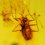 Burmese Insect Amber Scale Bug Fossil Cretaceous Dinosaur Age Bermite