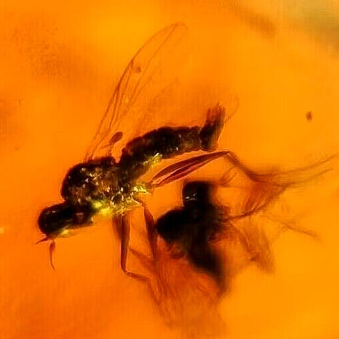 Burmese Insect Amber Unknown Flying Bugs Fossil Cretaceous Dinosaur Age - Fossil Age Minerals