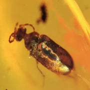 Burmese Insect Amber Coleoptera Beetle Fossil Cretaceous Dinosaur Age