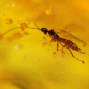 Burmese Insect Amber Unknown Flying Bug Fossil Cretaceous Dinosaur Age