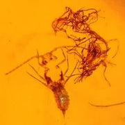 Burmese Insect Amber Unknown Bug And Item Fossil Cretaceous Dinosaur Age