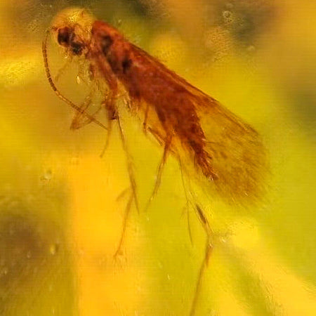 Burmese Insect Amber Unknown Flying Bug Fossil Cretaceous Dinosaur Age