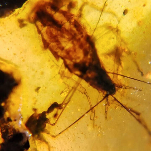 Burmese Insect Amber Roach And Unknown Flying Bug Fossil Cretaceous Dinosaur Age - Fossil Age Minerals