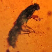 Burmese Insect Amber Coleoptera Beetle Fossil Cretaceous Dinosaur Age