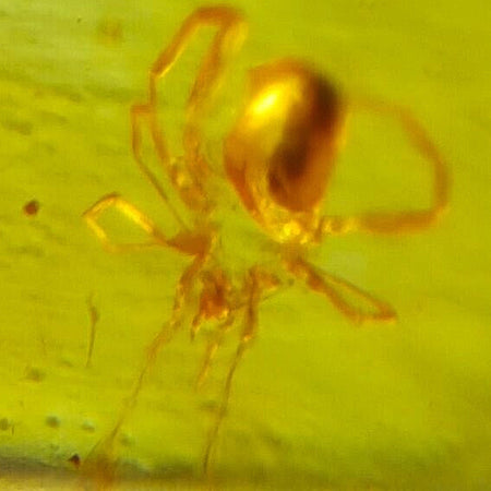 Burmese Insect Amber Arachnida Spider Fossil Burmite Cretaceous Dinosaur Age