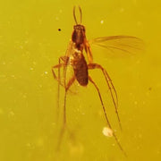 Burmese Insect Amber Diptera Mosquito Fly Fossil Cretaceous Dinosaur Age