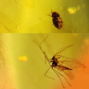 Burmese Insect Amber Diptera Mosquito Fly & Beetle Fossil Cretaceous Dinosaur Age