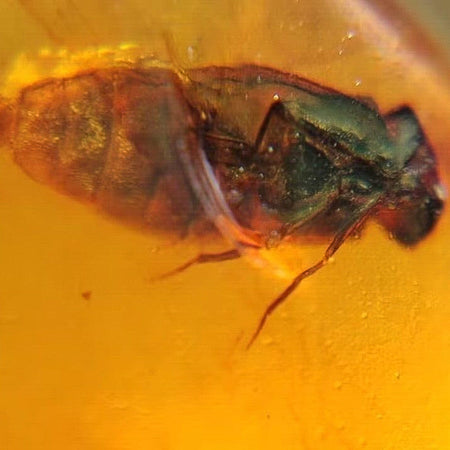 Burmese Insect Amber Unknown Bug And Item Fossil Cretaceous Dinosaur Age