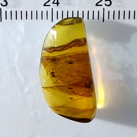 Burmese Insect Amber Unknown Flying Bugs Fossil Cretaceous Dinosaur Age - Fossil Age Minerals