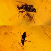 Burmese Insect Amber Unknown Bug And Beetle Fossil Cretaceous Dinosaur Age