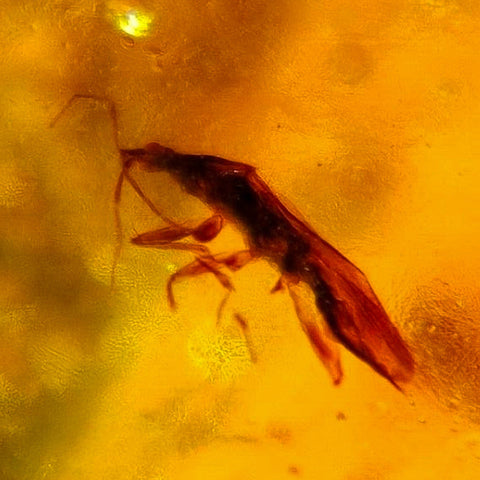 Burmese Insect Amber Heteroptera Stink Bug Fossil Bermite Cretaceous Dinosaur Era - Fossil Age Minerals