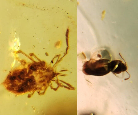 Burmese Insect Amber Coleoptera Beetle Flies, Tick Fossil Cretaceous Dinosaur Age