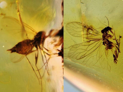 Burmese Insect Amber Unknown Flying Bugs Fossil Cretaceous Dinosaur Age - Fossil Age Minerals