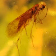 Burmese Insect Amber Unknown Flying Bug Fossil Cretaceous Dinosaur Age