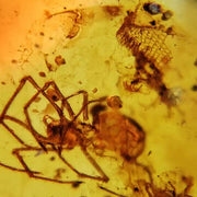 Burmese Insect Amber Snake Or Lizard Skin & Spider Fossil Cretaceous Dinosaur Age