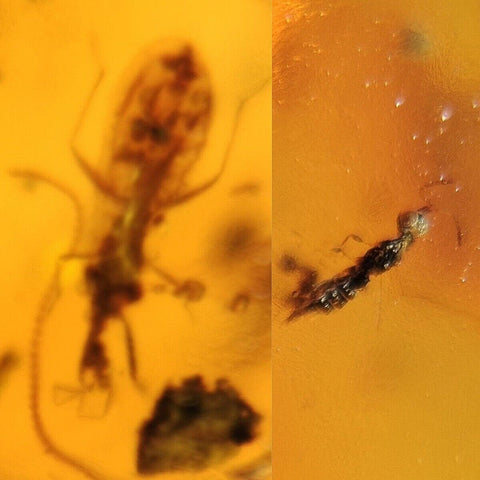 Burmese Insect Amber Hymenoptera Wasp, Gnat Bug Fossil Cretaceous Dinosaur Age - Fossil Age Minerals