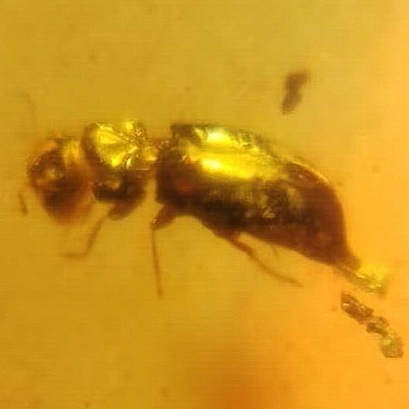 Burmese Insect Amber Coleoptera Beetle Fossil Cretaceous Dinosaur Age