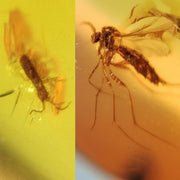 Burmese Insect Amber Mosquito Fly, Unknown Bug Fossil Cretaceous Dinosaur Era
