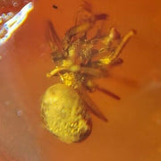 Burmese Insect Amber Arachnida Spider Fossil Burmite Cretaceous Dinosaur Age