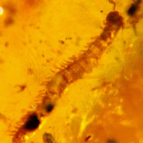 Burmese Insect Amber Diplopoda Millipede Burmite Fossil Cretaceous Dinosaur Age - Fossil Age Minerals