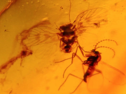 Burmese Insect Amber Lacewing And Mosquito Fly Bugs Fossil Cretaceous Dinosaur Era - Fossil Age Minerals