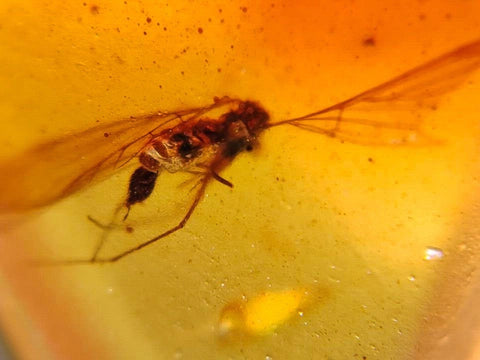 Burmese Insect Amber Unique Diptera Fly Bug Fossil Bermite Cretaceous Dinosaur Era - Fossil Age Minerals