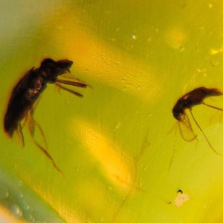 2 Burmese Insect Amber Coleoptera Beetles Burmite Fossil Cretaceous Dinosaur Era