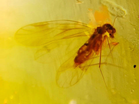 Burmese Insect Amber Diptera Flying Bug Fossil Cretaceous Burmite Dinosaur Age